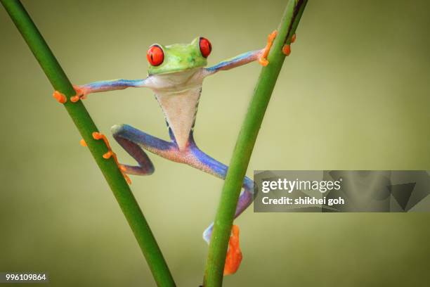 hello - amphibian stockfoto's en -beelden