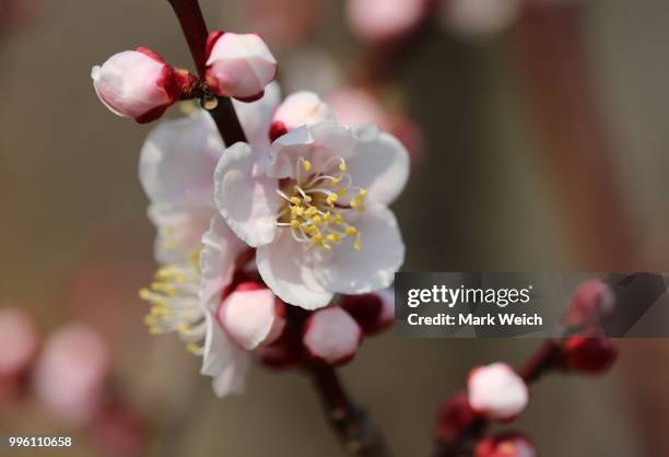 early bloom - mark bloom fotografías e imágenes de stock