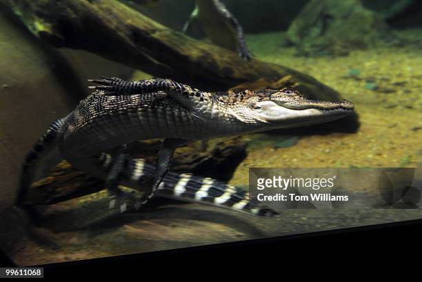 An American Alligator is on display in the Everglades National Park section of the National Aquarium which held a reopening reception at it's...