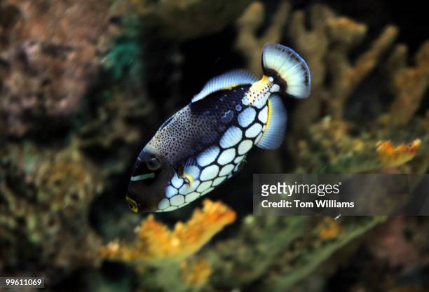 Clown Triggerfish is on display in the American Samoa section of the National Aquarium which held a reopening reception at it's location in the lower...