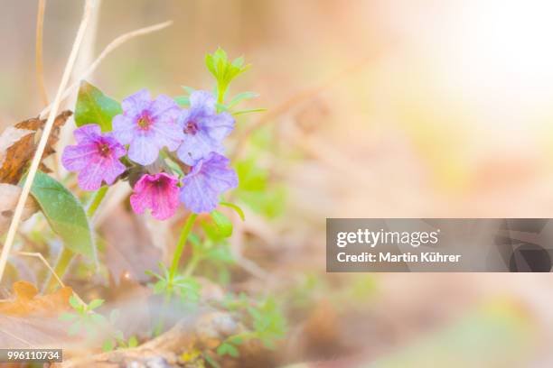 pulmonaria officinalis - pulmonaria officinalis stock pictures, royalty-free photos & images