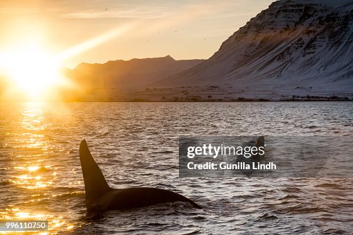 Killer whales at sunrise Killer whales at sunrise