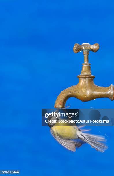 close-up of big tit drinking in motion - big tit images stock pictures, royalty-free photos & images