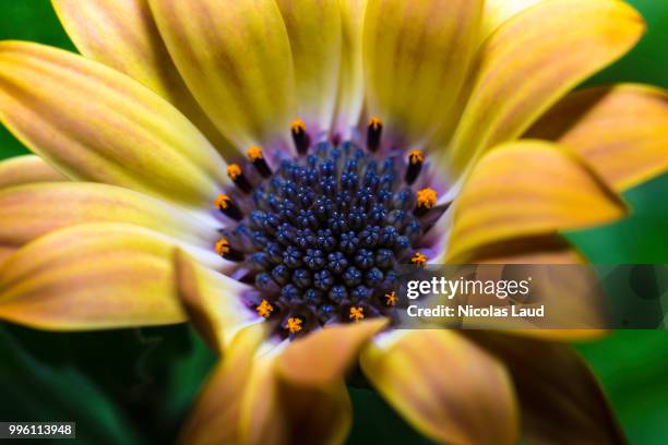 flammes vegetales - vegetales imagens e fotografias de stock