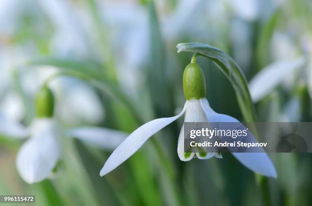 First Sign Os Spring 1,703 First Signs Of Spring Stock Photos, High-Res Pictures, and Images ...