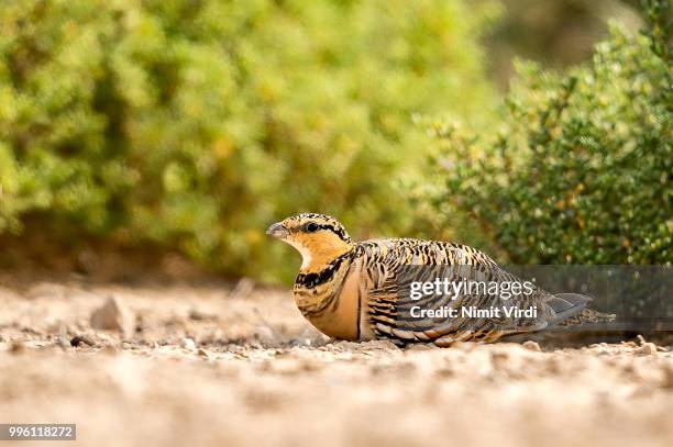 pin-tailed sandgrouse - attwaters greater prairie chicken stock pictures, royalty-free photos & images