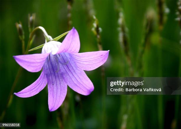 meadow bell - violetta bell foto e immagini stock