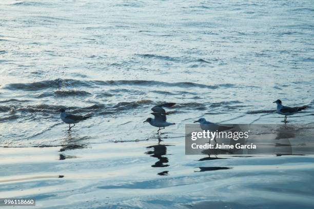 gaviotas en salaverry... - salaverry fotografías e imágenes de stock