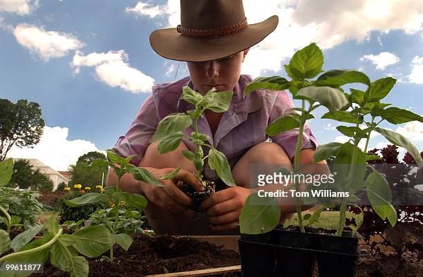 Hannah Burnett, a sophmore at Yale University, plants basil in the Food Culture USA area of Smithsonian Folklife Festival which starts Thrusday, June...