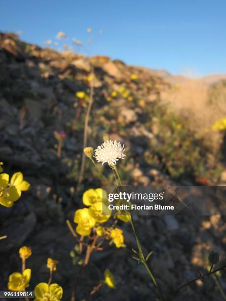 pebble pincushion - blume stock pictures, royalty-free photos & images