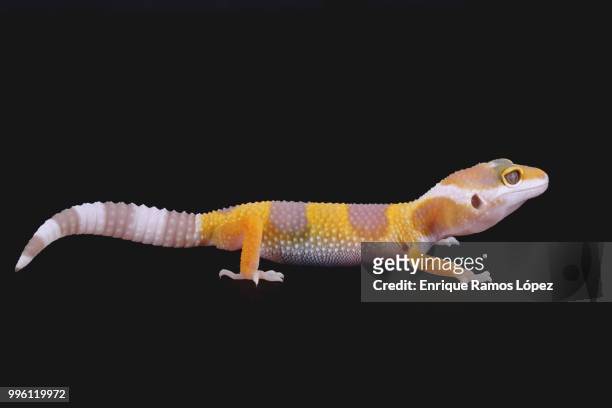 leopard gecko eublepharis macularius - gecko leopard stockfoto's en -beelden