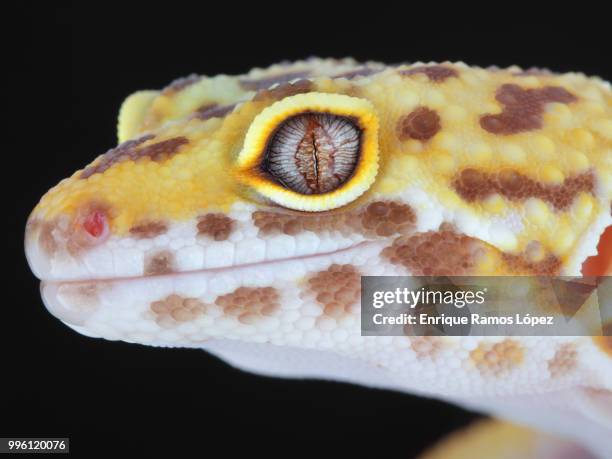 a beautiful portrait of a leopard gecko - gecko leopard stockfoto's en -beelden
