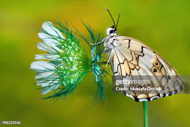 melanargia titea. - paper kite butterfly stock pictures, royalty-free photos & images