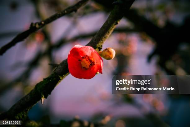 spring 2016 - raimondo - fotografias e filmes do acervo