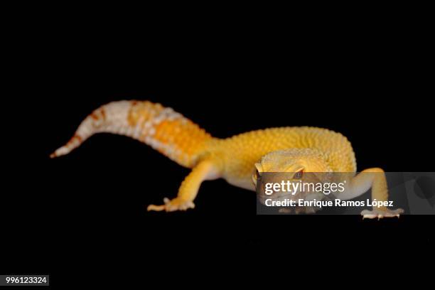 leopard gecko - gecko leopard stock pictures, royalty-free photos & images