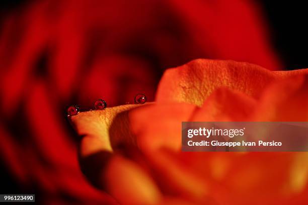 Giuseppe Roses 175 Giuseppe Rosa To Stock Photos, High-Res Pictures, and Images ...