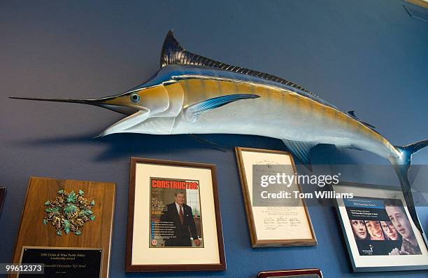 Blue marlin caught by Sen. Kit Bond, R-Mo., hangs in his Russell Office.
