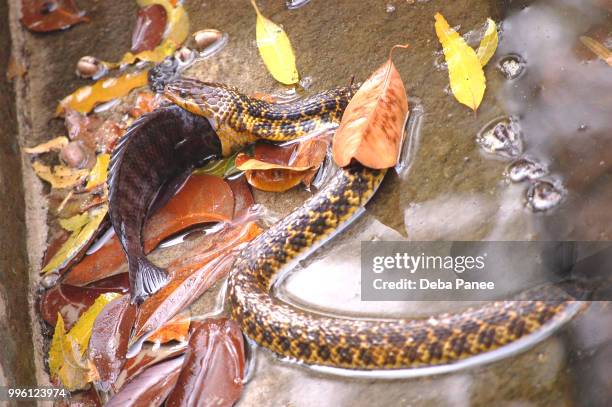 lunch - larger than expected - tree boa stock pictures, royalty-free photos & images