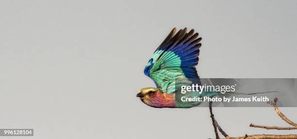 a lilac breasted roller takes flight in sabi sands game reserve, south africa. - sabi sands reserve stockfoto's en -beelden