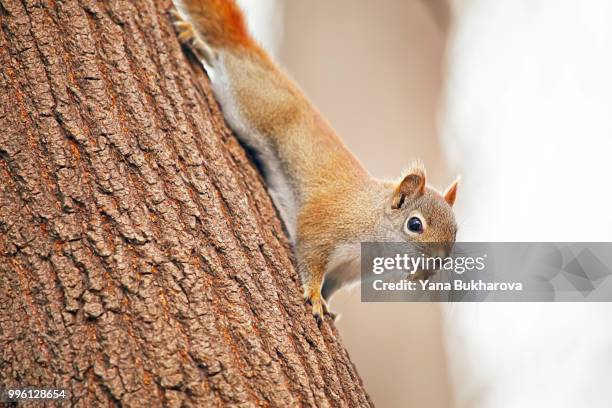 upside down squirrel - american red squirrel stock pictures, royalty-free photos & images