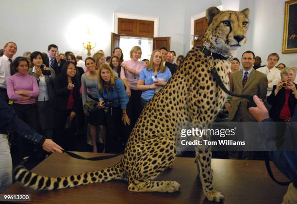 Cheetah named "Kuzo" from the Columbus Zoo, visited Capitol Hill to raise awareness of the importance of the Great Cat an Rare Canids Act that will...