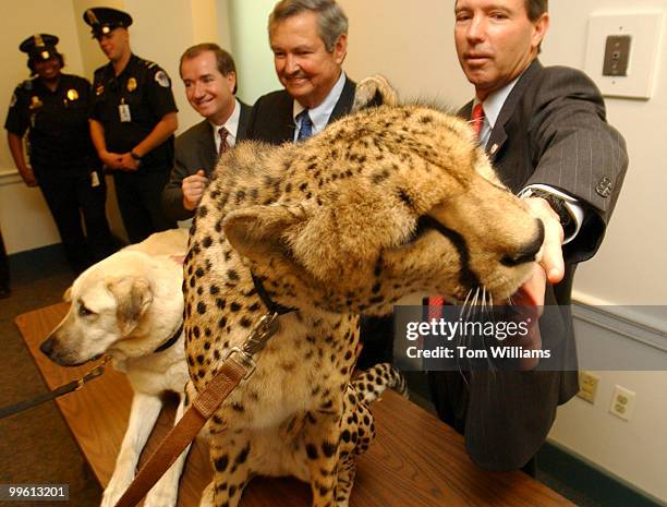 Rep. Tom Udall, D-N.M., gets his hand licked by "Sahara" an African Cheetah, as Reps. Ed Royce, R-Calif., left, and Clay Shaw, R-Fla. Look on during...
