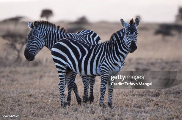 burchells zebra - mangal photos et images de collection