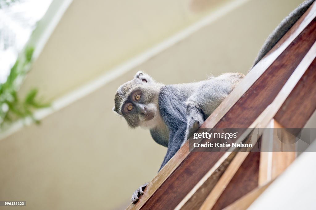 Monkey at Diani Beach in Kenya