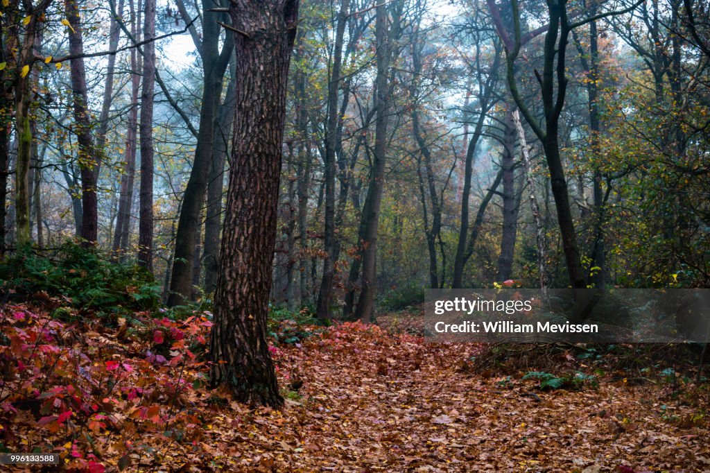 Forest Bridle Path