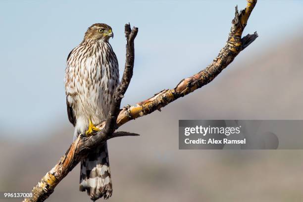 coopers hawk - havikachtige stockfoto's en -beelden