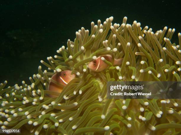 clownfish - false clown fish stock pictures, royalty-free photos & images