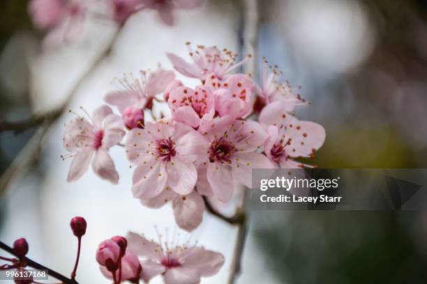 cherrytree - starr stock pictures, royalty-free photos & images