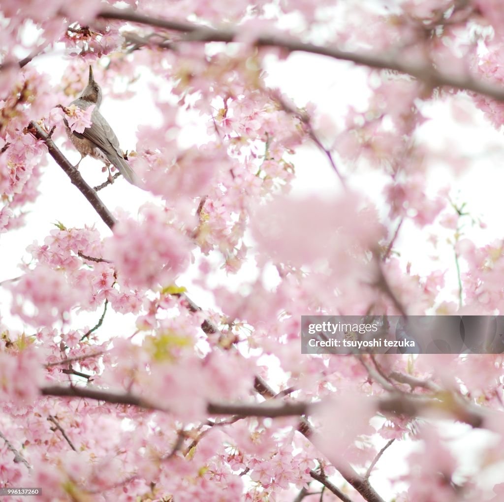 Spring Cube High-Res Stock Photo - Getty Images