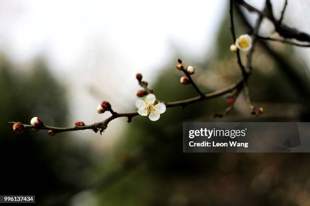 First Sign Os Spring 417 First Sign Of Spring Stock Photos, High-Res Pictures, and Images ...