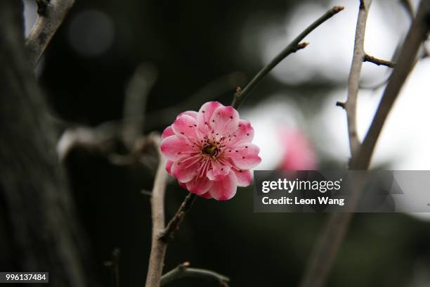 First Sign Os Spring 417 First Sign Of Spring Stock Photos, High-Res Pictures, and Images ...