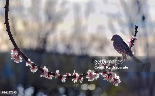 3/2/16 house finch - house finch stock pictures, royalty-free photos & images