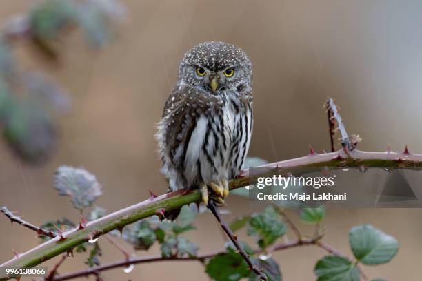 northern pygmy owl - owlet stockfoto's en -beelden