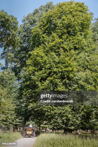 touristen in einem pferd angetrieben wagen - eichenwäldchen stock-fotos und bilder