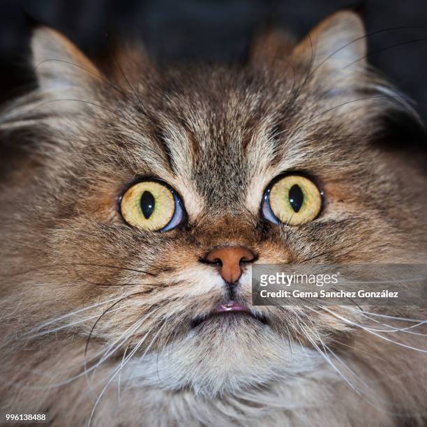 oh, my god!!! - gemak stock pictures, royalty-free photos & images