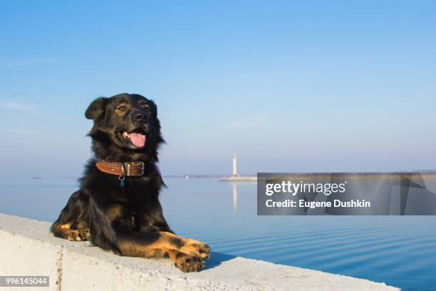 img_1367.jpg - newfoundlandshund bildbanksfoton och bilder
