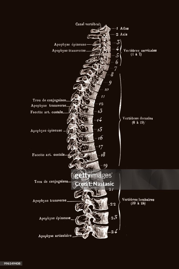 Spinal Column High-Res Vector Graphic - Getty Images