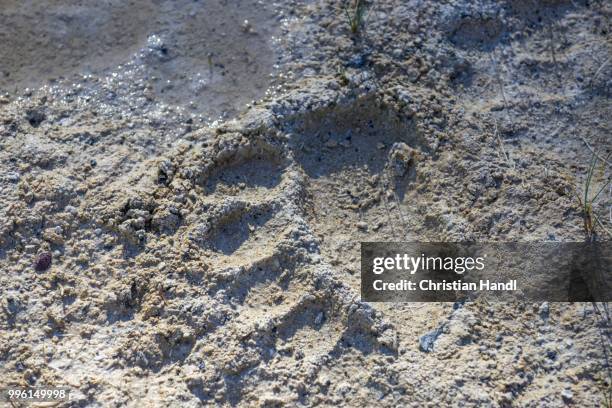 bear track, upper geyser basin, yellowstone national park, wyoming, united states - bear paw print stock pictures, royalty-free photos & images