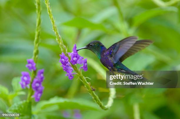 violet-crowned woodnymph (thalurania colombica), in flight, feeding on nectar from flower, puntarenas province, costa rica - thalurania colombica imagens e fotografias de stock