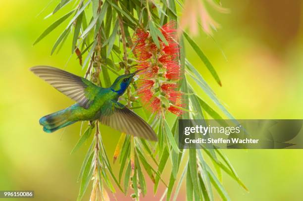 green violetear (colibri thalassinus), in flight, feeding on nectar from flower, los quetzales national park, san gerardo de dota, san jose province, costa rica - colibri stock pictures, royalty-free photos & images