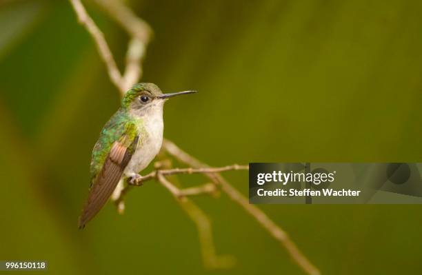 black-bellied hummingbird (eupherusa nigriventris), perched on a branch, vara blanca, alajuela province, costa rica - alajuela province stock-fotos und bilder