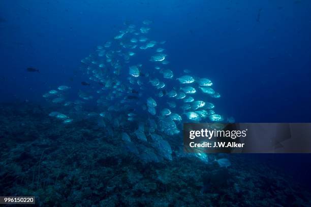 school of bigeye trevallies (caranx sexfasciatus), palau - ray finned fish stock pictures, royalty-free photos & images