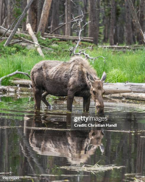 cow moose (alces alces) feeding on aquatic plants in a pond, lander, wyoming, united states - lander wyoming stock pictures, royalty-free photos & images