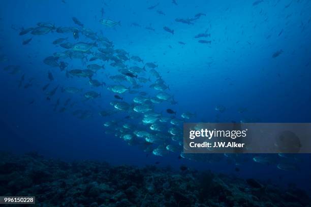 school of bigeye trevallies (caranx sexfasciatus), palau - ray finned fish stock-fotos und bilder