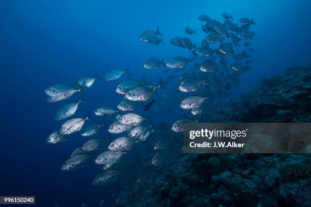 school of bigeye trevallies (caranx sexfasciatus), palau - ray finned fish stock pictures, royalty-free photos & images