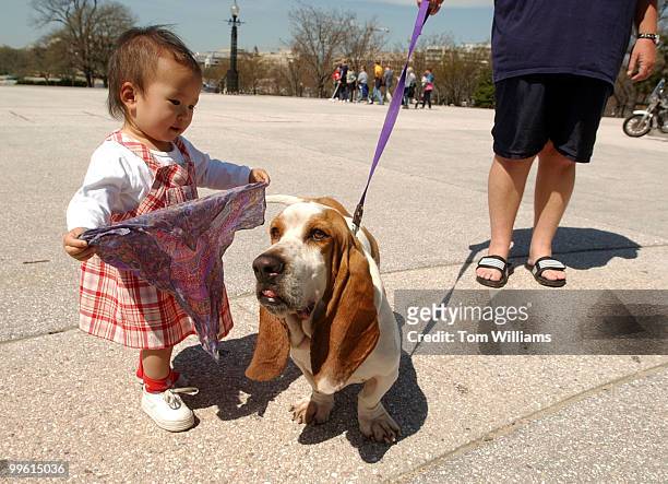 Mimi Kotaki, 15 months from Fla., goes to cover her new friend from the sun, Scooby Doo, a one year old Bassett Hound owned by Billy Burnett of...